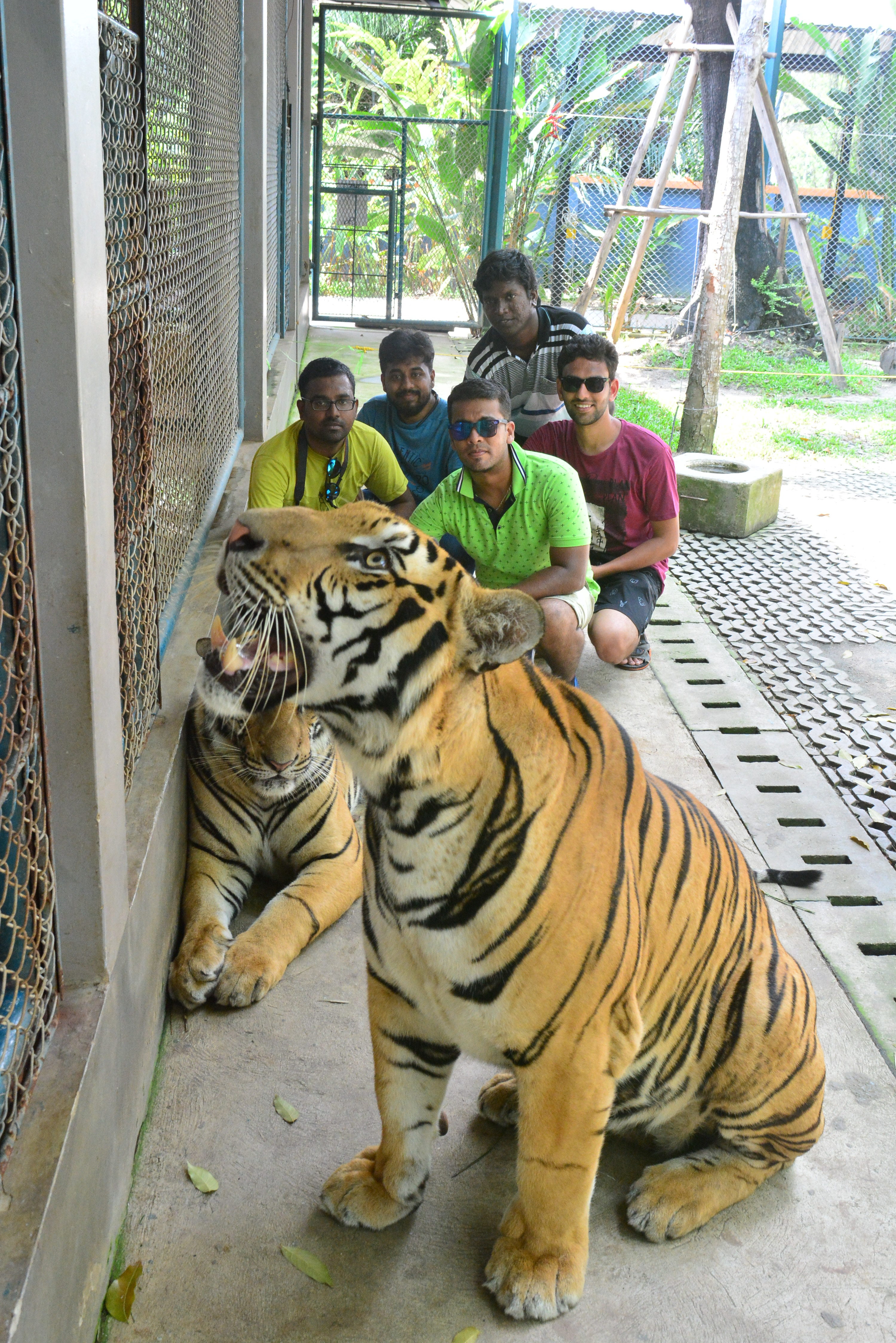 tiger park
